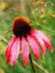 Echinacea s0069-v3